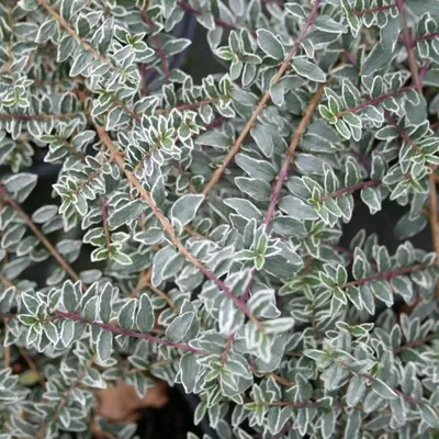 Productafbeelding van 2 x Haagdoornkers (Lonicera nitida 'Silver Beauty') | 25-30 cm in pot
