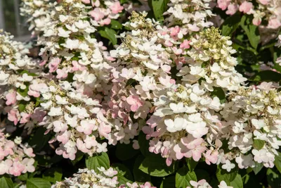 Produktbild von Hydrangea paniculata 'Early Harry'®, Rispenhortensie, weiß, 40–60 cm