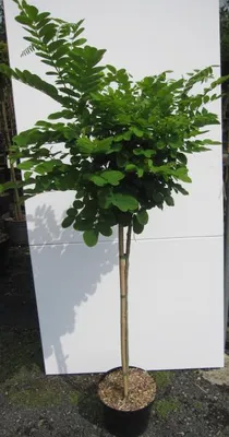Produktbild von Hochstamm Kugelakazie Umbraculifera - Robinia pseudoacacia - Stamm 80cm + Krone
