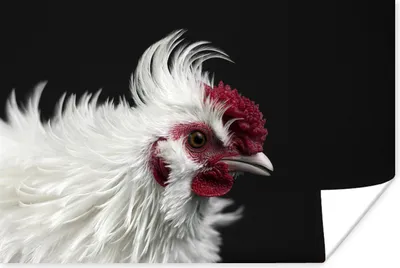 Produktbild von MuchoWow® Poster Huhn - Vogel - Schwarz 180x120 cm - Fotoplakat