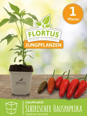 Artikelbild 5 von 'Chilipflanze Sibirischer Hauspaprika' aus der Kategorie Chilipflanzen