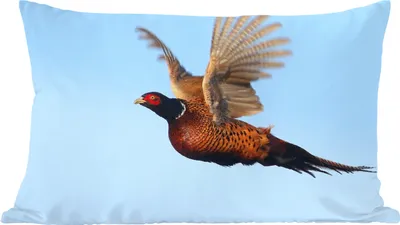 Produktbild von MuchoWow® Zierkissen Sofakissen Wohnzimmer Dekokissen 50x30 cm Fasan - Flügel - Vogel - Wohnzimmerdekoration - Polster mit Photo