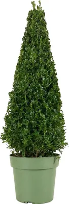 Produktbild von 1x Ilex Jenny Pyramid P21 H80