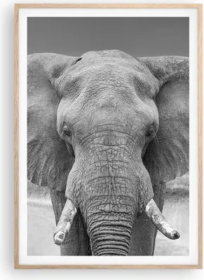 Produktbild von Gerahmtes Poster - Rahmen in heller Eiche - Elefant Afrika Tier - 70x100 cm - Wand Bild - Wanddeko - Wandbilder - Kunstposter - Wandposter - Bilderrahmen - Bilder - Kunstdruck - P2NPA70x100-5072