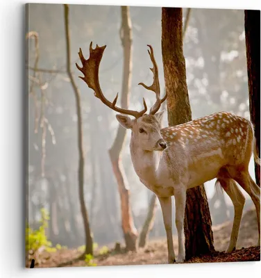 Produktbild von Bild auf Leinwand - Leinwandbild - Kitz Hirsch Tier wild - 70x70cm - Wand Bild - Wanddeko - Leinwanddruck - Bilder - Kunstdruck - Wanddekoration - Leinwand bilder - Wandkunst - AC70x70-2400