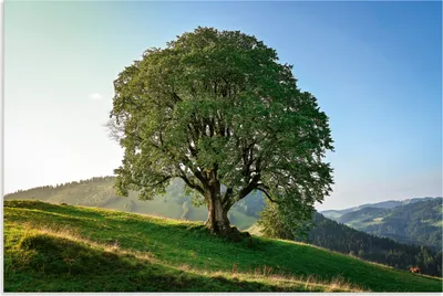 Produktbild von ARTland Wandbild Alu für Innen & Outdoor Baum in den Bergen in der Abendsonne Größe: 30x20 cm