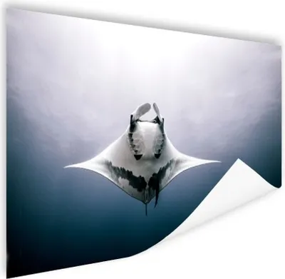 Produktbild von MuchoWow® Poster Fische - Wasser - Tropische Fische 180x120 cm - Fotoplakat