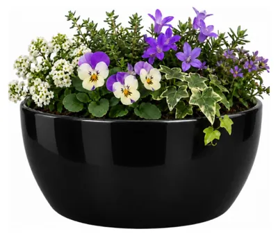 Produktbild von Floran Blumentopf - Schale - schwarz - glanzend - Keramik - 22 x 9 cm