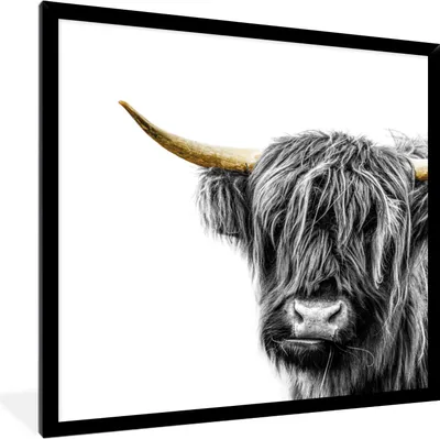 Produktbild von MuchoWow® MuchoWow® Gerahmtes Poster Schottisches Hochlandrind - Tiere - Goldene Hörner 40x40 cm - Poster mit zchwarzem Bilderrahmen - Mit Rahmen - Wanddekoration Schlafzimmer