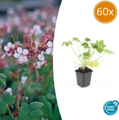 Immagine prodotto di Pianta tappezzante - Geranio di roccia - Geranium macrorrhizum 'Spessart' - Vaso da 9 cm - Set da 60 piante