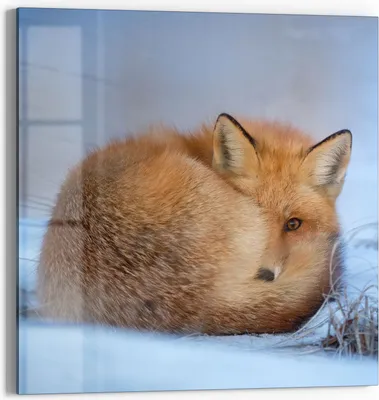 Produktbild von DEQORI Glasbild Echtglas 30x30 cm 'Schüchtener Fuchs' Wandbild Bild modern Deko