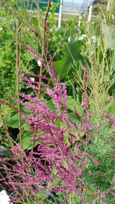 Image de Tamarix ramosissima 'Rubra' / Tamaris d'été rouge