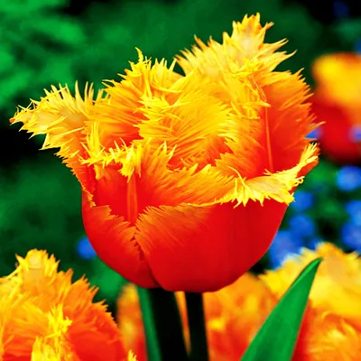 Obrázek produktu pro Tulipány Cibulky Cibulky Květiny Tulipán s třásněmi Lambada 5 ks.