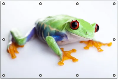 Produktbild von Wallario Outdoor-Poster für Garten oder Balkon, Motiv Lustiger Frosch in grün und orange, in ca. 80 x 120 cm