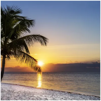 Produktbild von Wallario Memoboard Magnettafel aus Glas, Größe 50 x 50 cm, Motiv Palme am Strand - Sonnenuntergang über dem Meer