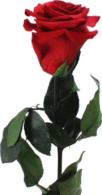 Produktbild von Infinity ewige Rose XL Stiel 60cm konserviert stabilisiert haltbar langstielig Rot (red02)
