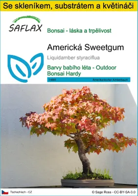Obrázek produktu pro SAFLAX Kultivační sada - Americká Sweetgum - Liquidamber styraciflua - 100 Semena - S mini skleníkem, pěstebním substrátem a 2 květináči