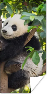 Produktbild von MuchoWow® Poster Panda - Tier - Baum 80x160 cm - Kinderzimmer