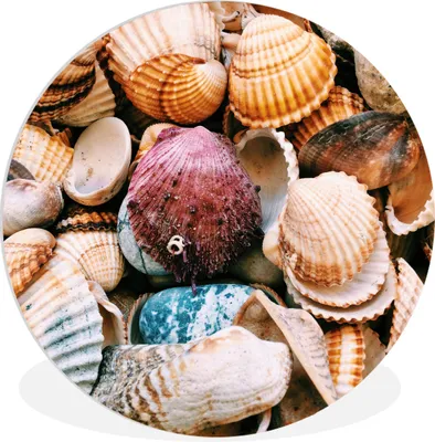 Produktbild von MuchoWow® Rundes Wandbild - Runde Bilder Muscheln - Strand - Griechenland Ø 90 cm Kreis Wanddekoration Kunststoff - Wandkreis - Wandschmuck - Wand-Kreis - Wohnzimmer - Bild - Runde - Wanddeko - Dibond - Kunstdrucke