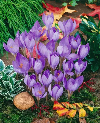 Produktbild von Crocus speciosus, Herbst-Krokus, violett, ca. 9x9 cm Topf
