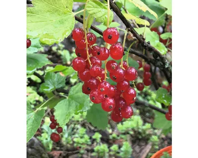 Obrázek produktu pro Rybíz červenýFloraSelfRibes rubrum 'Rovada' cca 40 cm květináč 3 l