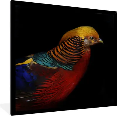Produktbild von MuchoWow® Gerahmtes Poster Vogel - Federn - Schwarz - Porträt 40x40 cm - Poster mit Schwarzem Bilderrahmen Wandposter Rahmen Foto Bilder - Mit Rahmen - Wanddekoration Schlafzimmer