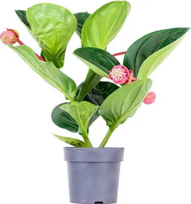 Produktbild von Medinilla magnifica 'Flamenco' - Medinilla - Zimmerpflanze - Pflegeleicht - ⌀17 cm - 50-60 cm