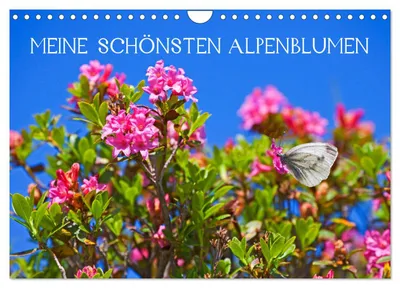 Produktbild von Meine schönsten Alpenblumen (Wandkalender 2027 DIN A4 quer), CALVENDO Monatskalender