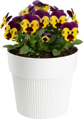 Obrázok produktu pre HowHomely | Kvetináč – kvetináč – krémový – 13 x 16 cm – z recyklovaného materiálu – drážkovaná štruktúra – kvetináč