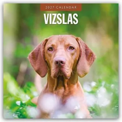 Obrázok produktu pre Vizsla – Maďarská vizsla – Krátkosrstý maďarský stavač. Kalendár na rok 2027 (16-mesačný)