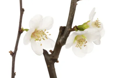 Produktbild von Chaenomeles x superba 'Jet Trail', Zierquitte, weiß, 40–60 cm