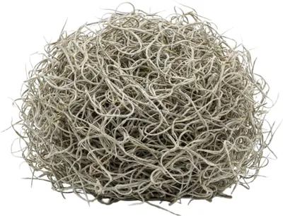 Zdjęcie produktu dla Suszone mchy Tillandsia 1 l - hiszpanskie mchy do dekoracji - naturalny