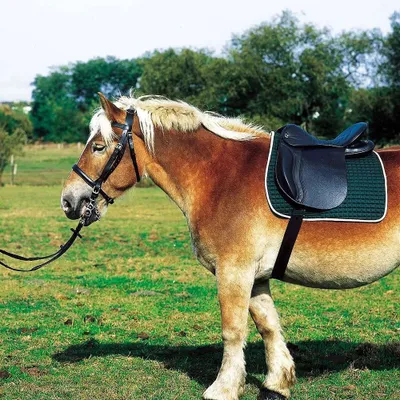 Zdjęcie produktu dla Norton Equestrian Club Extra Full General Use Saddle Green 18'' Zielone 18''