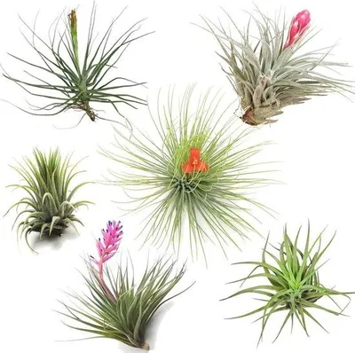 Produktbild von Famanu Mix aus 6 Luftpflanzen - Dekorative Zimmerpflanzen - Höhe 5-15 cm