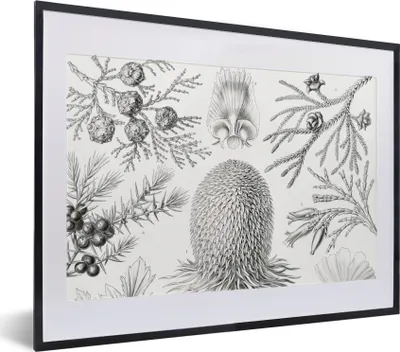 Produktbild von MuchoWow® Gerahmtes Poster Koniferen - Ernst Haeckel - Kunst - Retro - Illustration - Natur 40x30 cm - Poster mit Schwarzem Bilderrahmen Wandposter Rahmen Foto Bilder - Bilderrahmen - Poster im Rahmen