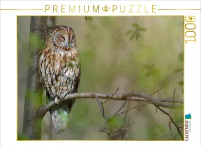 Produktbild von CALVENDO Puzzle Ruhender Waldkauz | 1000 Teile Lege-Größe 64x48cm Foto-Puzzle für glückliche Stunden