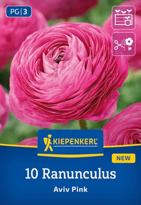 Produktbild von Kiepenkerl Ranunkeln Pink Aviv Ranunculus 10 Pflanzen