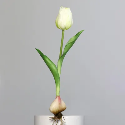 Produktbild von 6er Set künstliche Tulpen mit Zwiebel weiß grün H. 25cm DPI