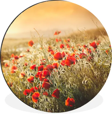 Produktbild von MuchoWow® Aluminium Wandkreis Sonnenstrahlen über einem Mohnblumenstrauß Ø 90 cm Wanddeko Modern Wohnzimmer - Mauerkreis - Wandbilder - Runde Bild - Bild aus Aluminium - Schlafzimmer - Wohnzimmerdekoration - Wand Dekoration