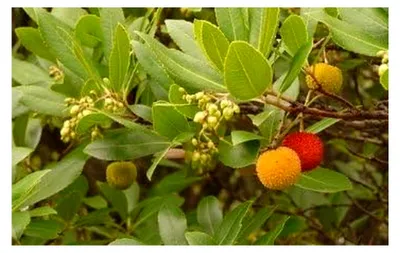 Produktbild von Erdbeerbaum 10 Samen Winterhart mit leckeren Früchten