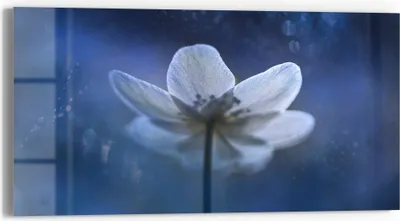 Produktbild von DEQORI Glasbild Echtglas 60x30 cm 'Ätherische Blüte' Wandbild Bild modern Deko