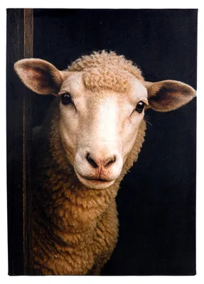 Produktbild von UNUS Leinwand Wandbild Wanddeko Tierportrait Schaf bespannter Keilrahmen