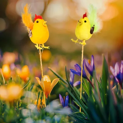 Imagen del producto de Decoración de Pascua: gallo, 2 modelos diferentes, para clavar, 24 cm