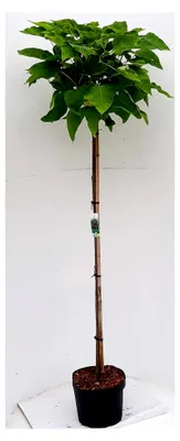 Produktbild von Kugeltrompetenbaum (180-190 cm/Sth. 125 cm)
