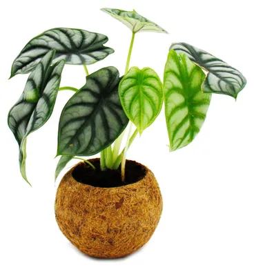 Productafbeelding van Kokodama - Alocasia baginda 'Dragon Scale' - Drakenhuid-pijlblad - in een Kokodama-pot - ongeveer 15 cm