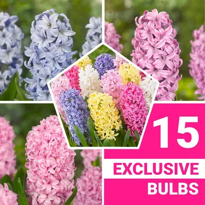 Immagine prodotto di Bulbi di giacinto, resistenti al freddo, perenni - Mix pastello - 15 bulbi - Bulbi profumati - 3 varietà/colori - Piante provenienti dall'Olanda - Adatti per giardino, vaso o terrina (bulbi grandi, senza semi)