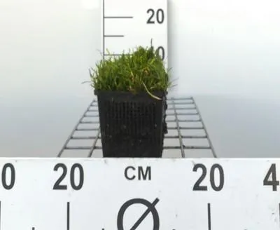 Obrázek produktu pro 6 x Lilaeopsis brasiliensis - brazilská tráva - květináč 11 x 11 cm