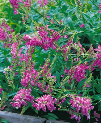 Produktbild von Physostegia virginiana 'Red Beauty', Geißblatt, rot, ca. 9x9 cm Topf