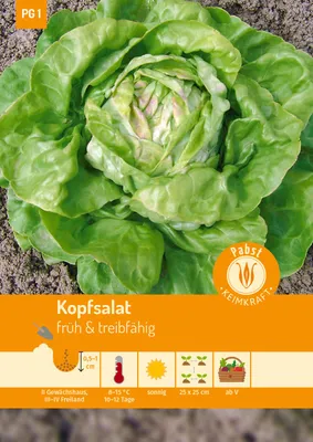 Artikelbild 1 von 'Kopfsalat Maikönig' aus der Kategorie Kopfsalatsamen