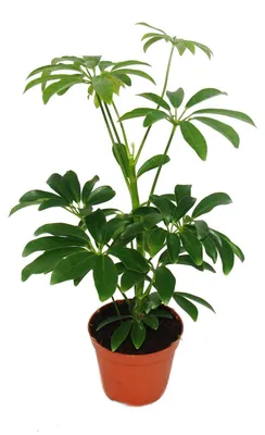 Obrázek produktu pro Ray Aralia - Schefflera - 9cm květináč - pokojová rostlina - výška cca 25cm